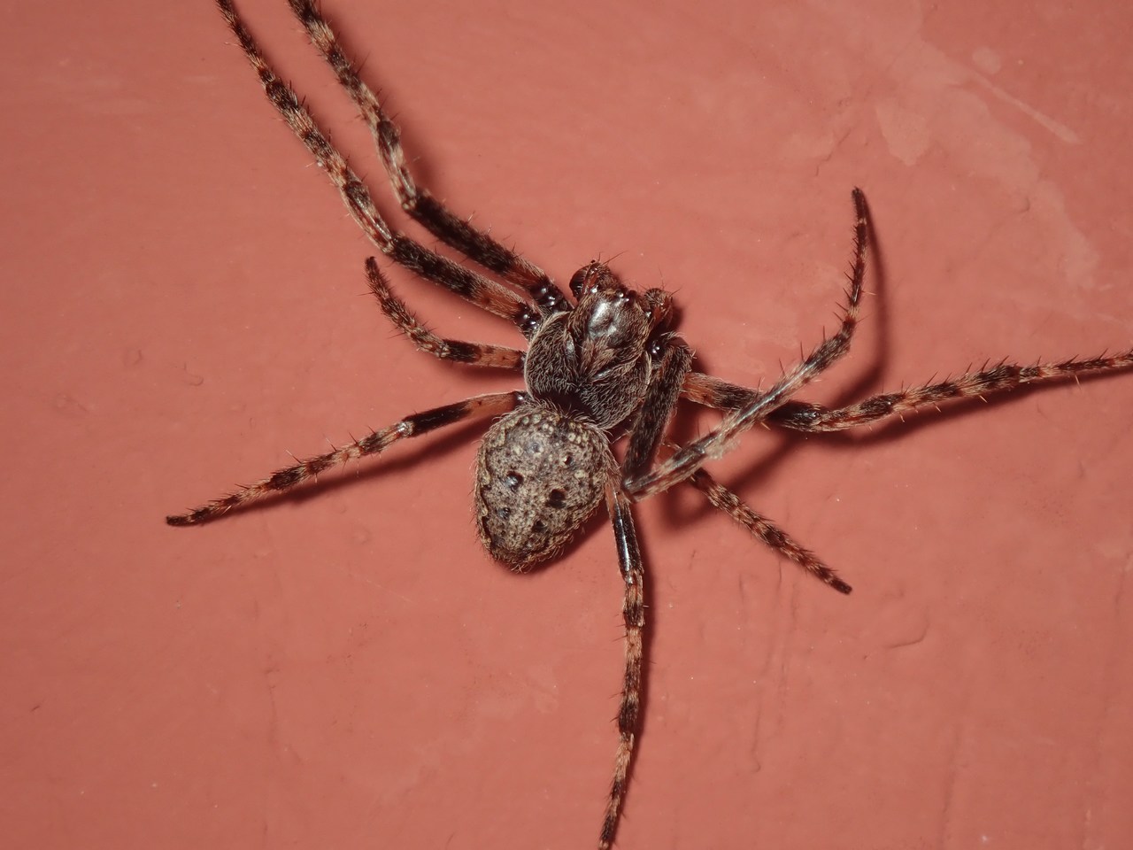 Nuctenea umbratica Nuctenea umbratica